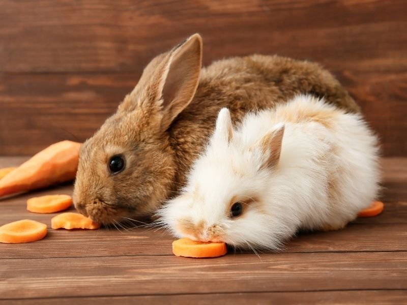 Image of a rabbit receiving Experienced rabbit specialist and professional pet sitter providing expert bunny care services in Christchurch