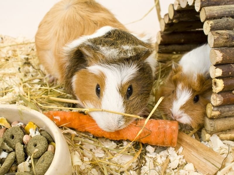 Guinea pig eating fresh vegetables as part of specialist diet care in Christchurch pet sitting service