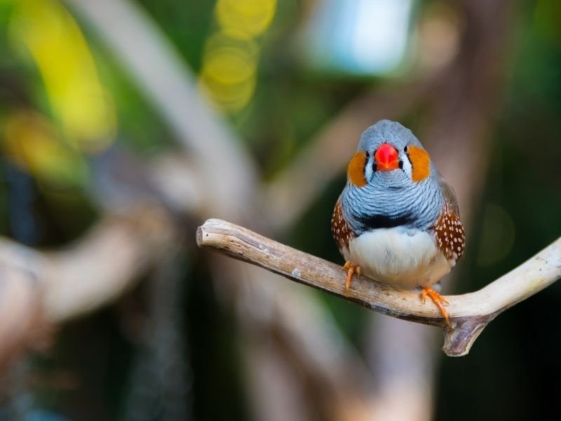 Image of finches receiving care and finch sitting services in Christchurch for multiple finches with proper flight cage maintenance