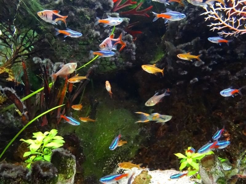 Image of fish in a tank receiving Professional fish health monitoring in Christchurch with sitter checking behaviour and signs of illness