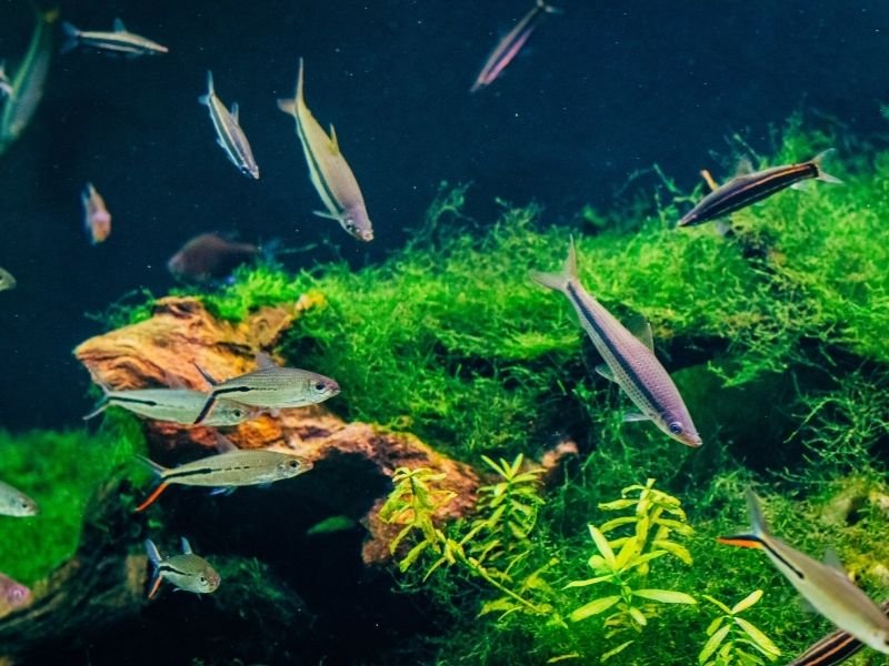 Image of fish in a tank receiving professional fish sitting services in Christchurch with daily aquarium checks, feeding and equipment monitoring