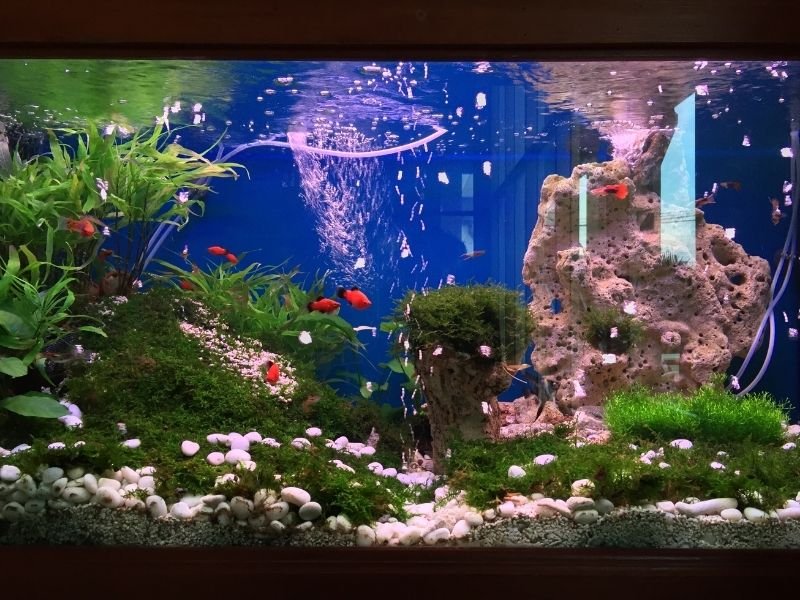 Image of fish in a tank receiving Aquarium maintenance and fish sitting services in Christchurch with reliable daily care and monitoring