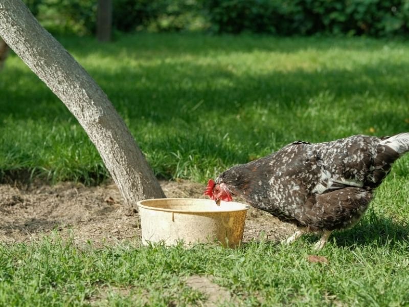 Photo of a Fresh clean water provided to chickens in Christchurch with daily checks preventing dehydration and monitoring consumption