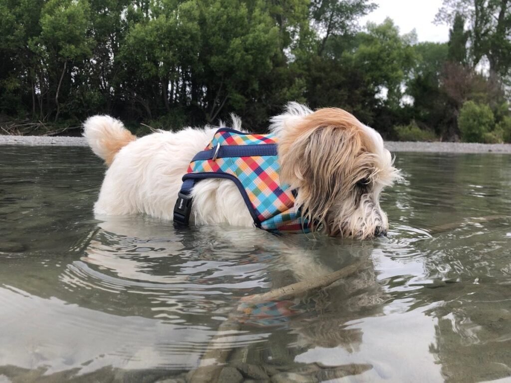 a senior dog in a body of water