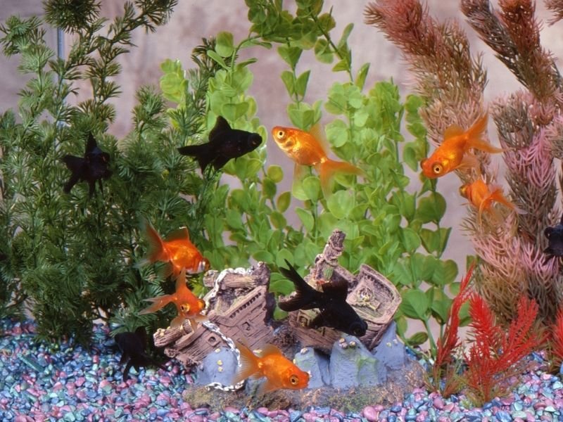 Image of Goldfish aquarium care in Christchurch with professional sitting services including feeding and tank checks
