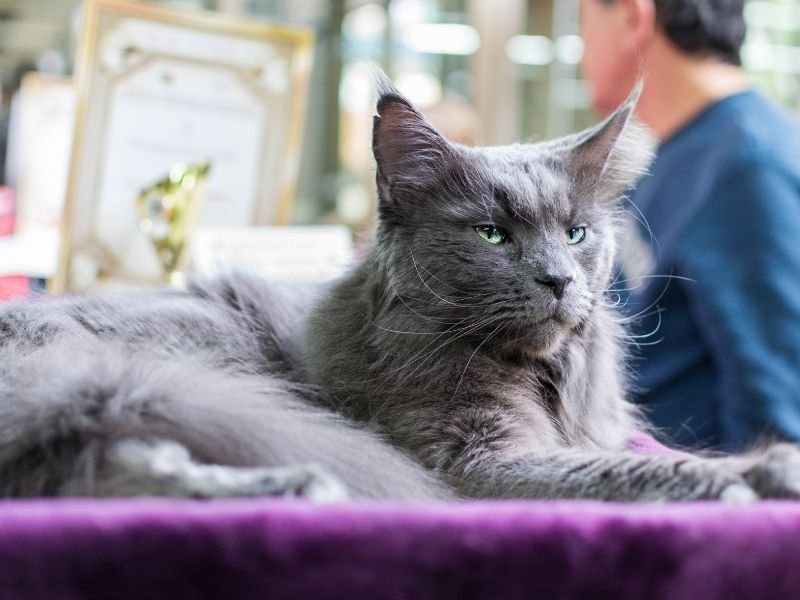 Cat staying comfortable at home in Christchurch during Christmas holidays with professional in-home care