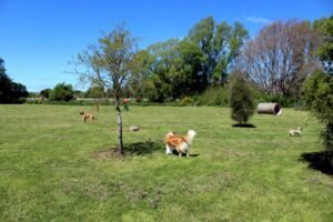 Image of dog park at the Groynes in Harewood Christchurch