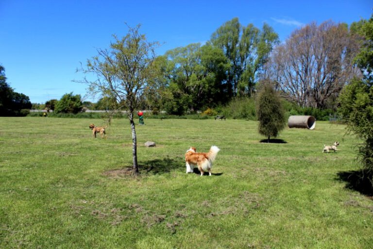 Image of dog park at the Groynes in Harewood Christchurch
