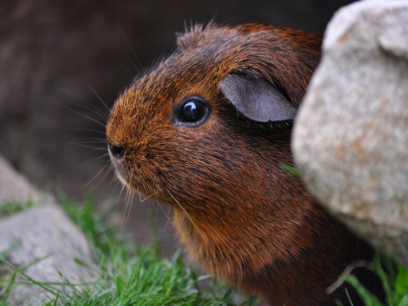 Specialist professional guinea pig care in Christchurch showing expertise in small animal pet sitting
