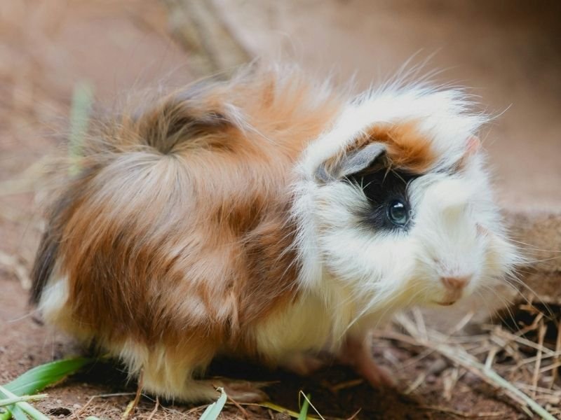 Specialist professional guinea pig care in Christchurch showing expertise in small animal pet sitting