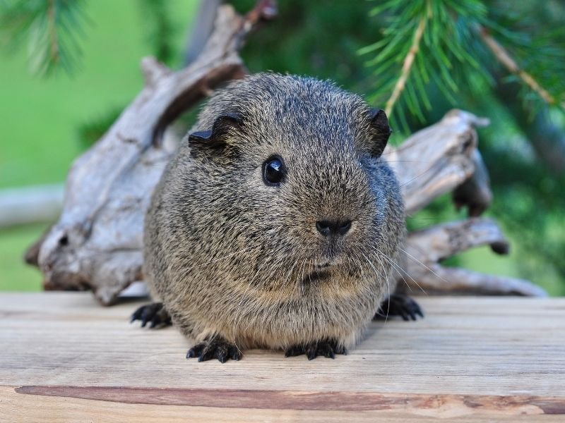 Daily guinea pig visits with feeding and health monitoring by professional Christchurch pet sitter