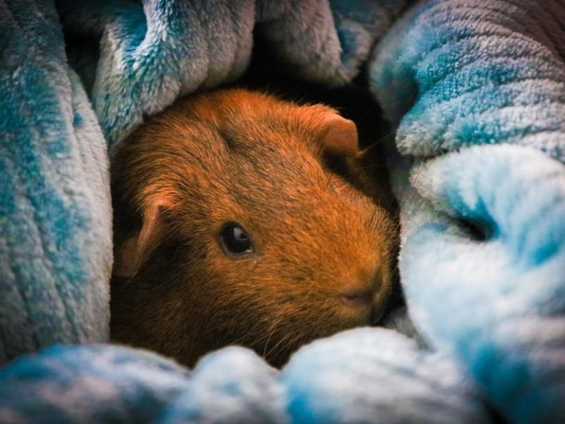 Experienced small animal specialist providing professional guinea pig care and sitting services in Christchurch