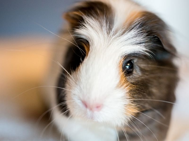 Guinea pigs comfortable in home environment with professional in-home care in Christchurch New Zealand