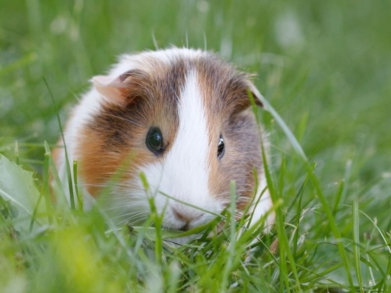 Guinea pig receiving affordable professional guinea pig sitting prices in Christchurch with transparent pricing and quality care