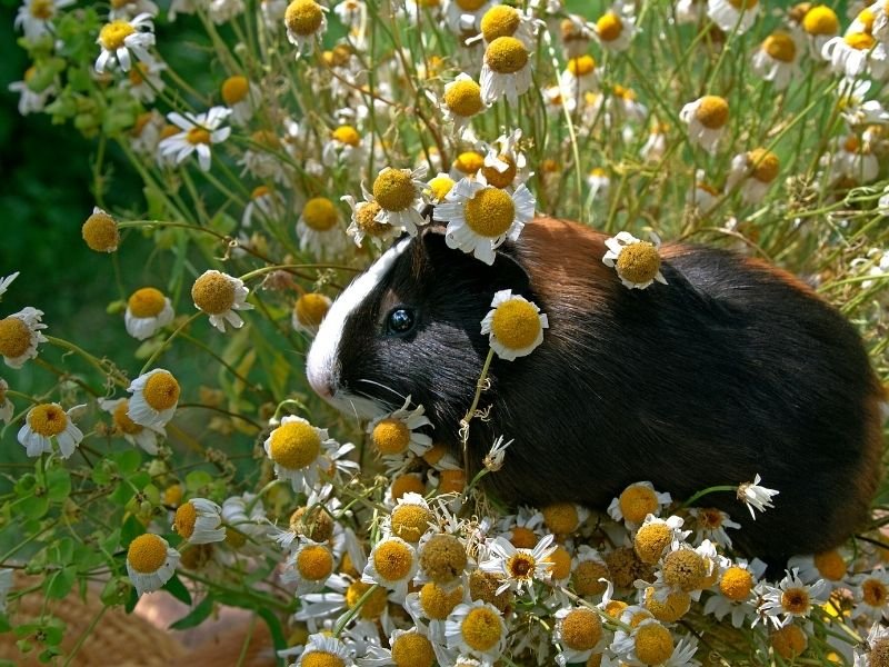 Guinea pig about to have an experienced pet sitter perform health check on them in Christchurch with proper handling techniques