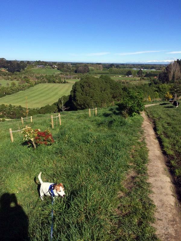 Image of dog park at the Halswell Quarry in Christchurch