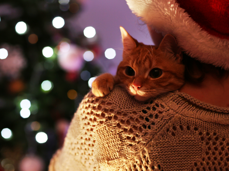 Ginger kitten in Santa hat being held during professional cat sitting service in Fendalton, Christchurch during Christmas holidays with in-home visits