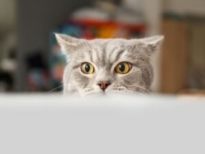 Curious cat peeking over surface.