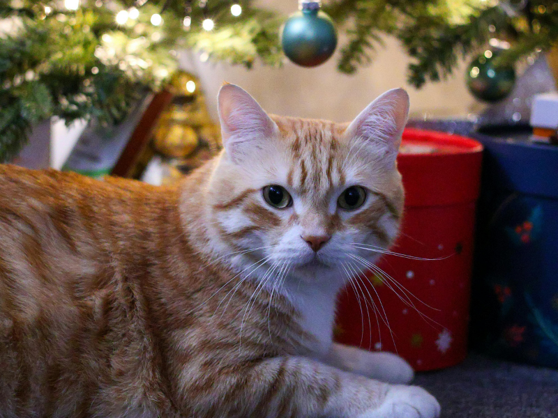Ginger tabby cat with Christmas presents and tree having trusted holiday pet care and sitting services in Riccarton, Christchurch for cats and dogs