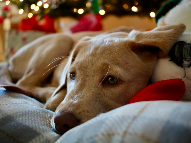 Yellow Labrador resting with Christmas decorations on holiday puppy and senior pet care in Woolston, Christchurch with medication management and gentle home visits