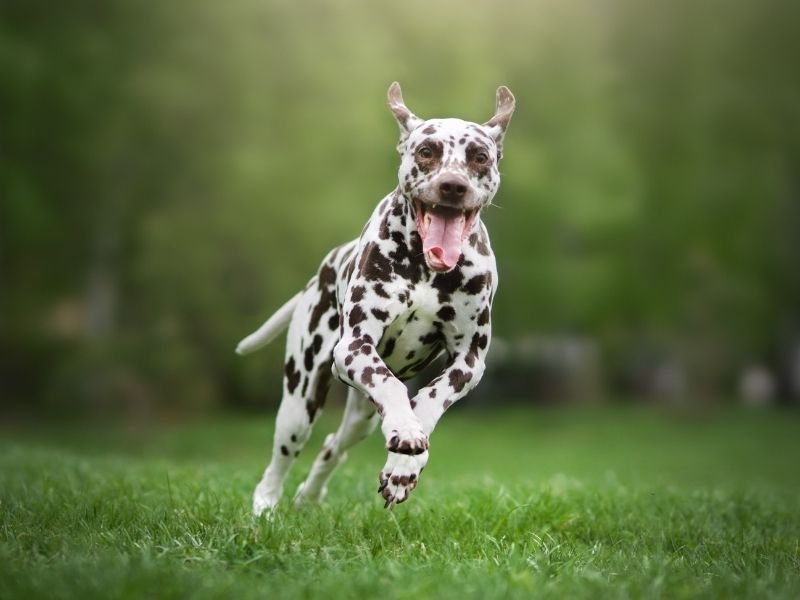 Choosing the right dog sitter in Strowan Christchurch - professional checking notes during visit
