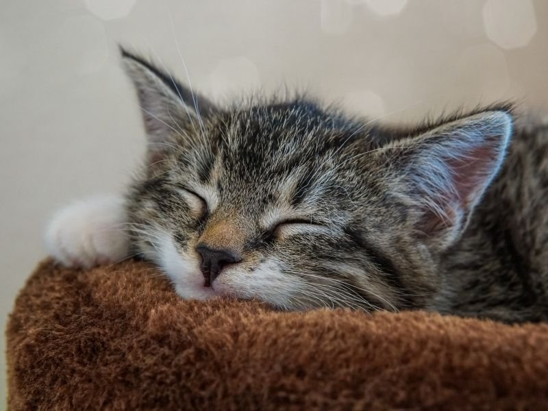 Professional cat sitter in Christchurch providing in-home Christmas cat care with GPS tracking and updates