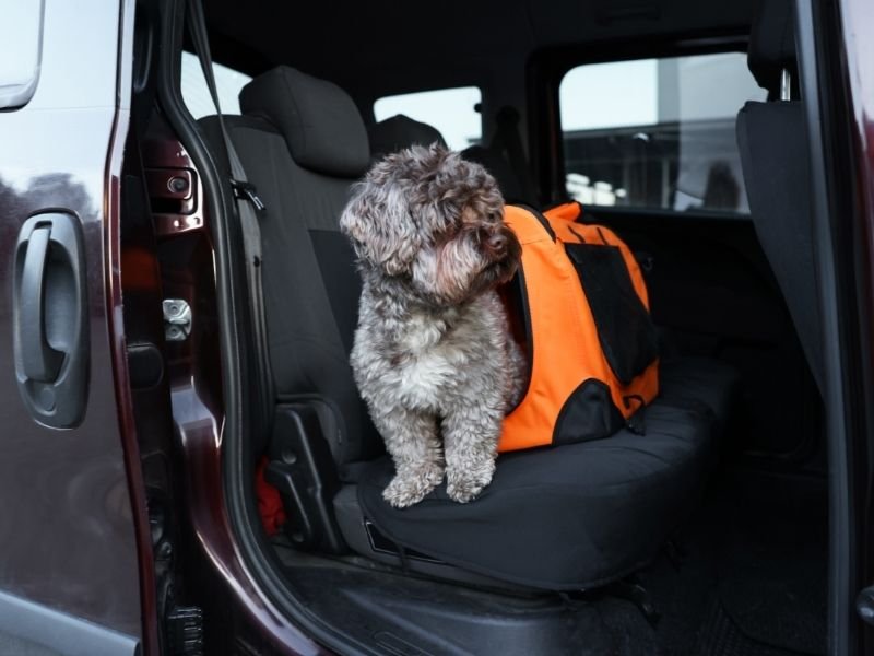 In-home cat sitting service in Christchurch keeping cats comfortable during Christmas travel