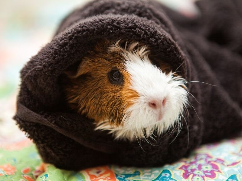 Guinea pig after a bath going back into a clean guinea pig cage maintenance and daily care provided by professional Christchurch pet sitter