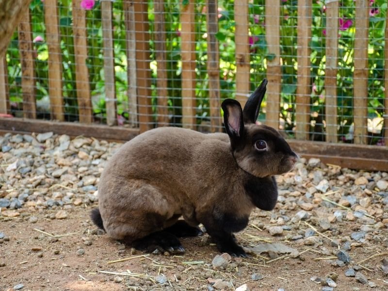 Image of a rabbit comfortable in home environment with professional in-home bunny sitting care in Christchurch New Zealand
