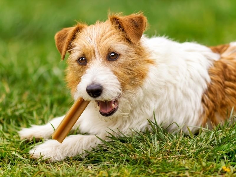 Insured and police-vetted dog sitter giving treats to a happy dog in Cashmere Christchurch