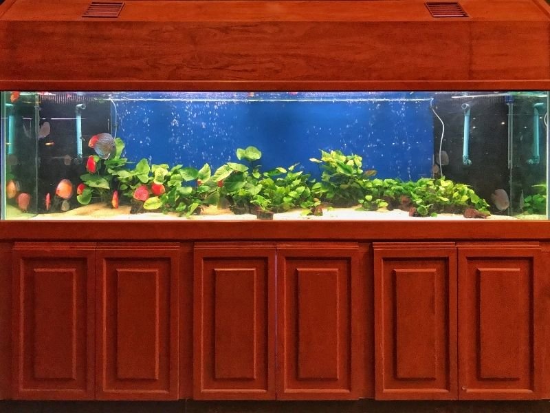Image of fish in a tank receiving Professional fish sitting in Christchurch with precise feeding following owner's exact instructions and portions