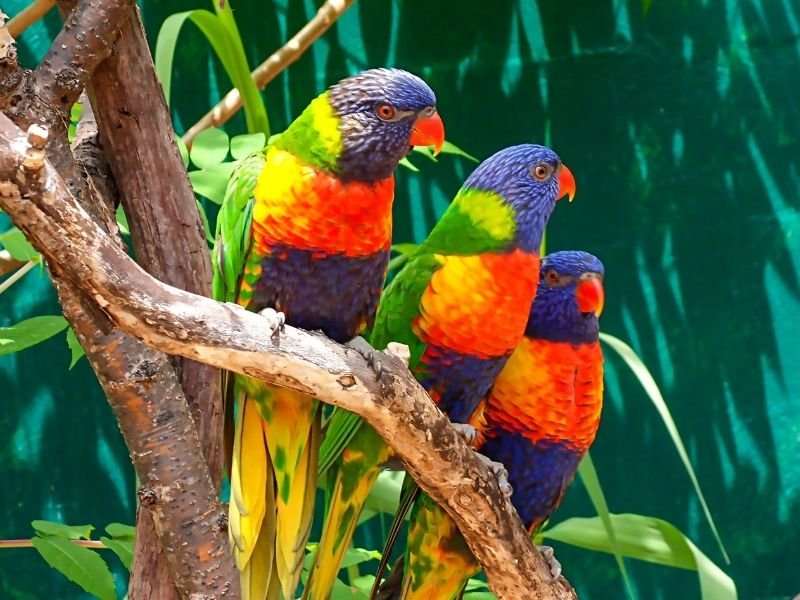 Image of rainbow lorikeet care in Christchurch with specialist bird sitter providing proper nectar diet and enrichment