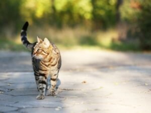 Tabby cat walking on pathway in Papanui Christchurch.
