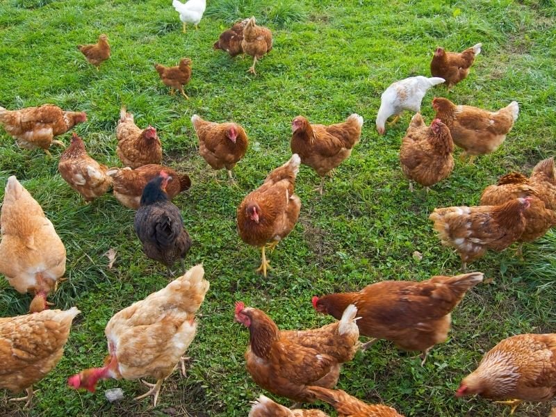 Photo of a Morning chicken care in Christchurch with professional let-out service, feeding and health checks before work hours