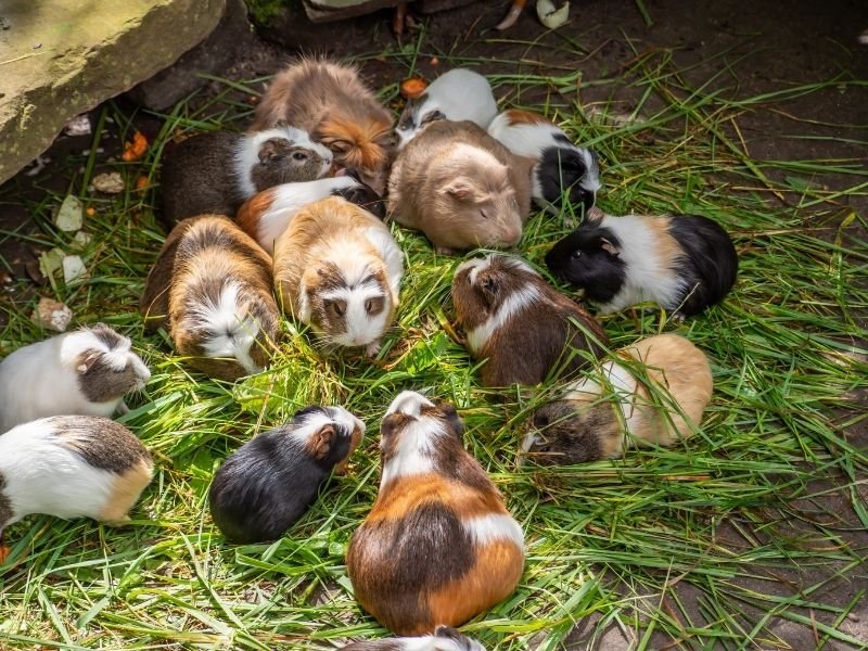 Multiple guinea pigs receiving social care and companionship from professional Christchurch pet sitter