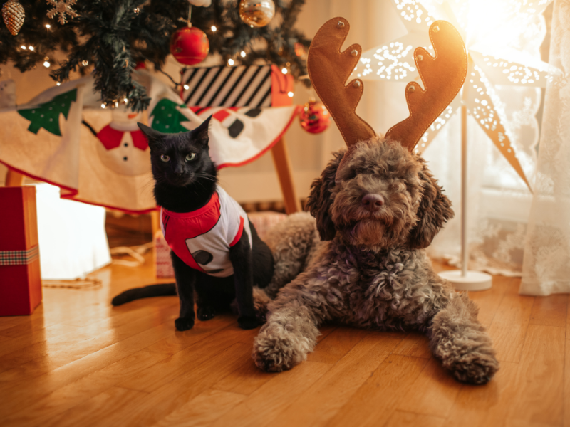 Black cat and grey doodle dog in festive costumes by Christmas tree getting New Year's pet sitting in Sumner, Christchurch including dog beach walks and holiday care