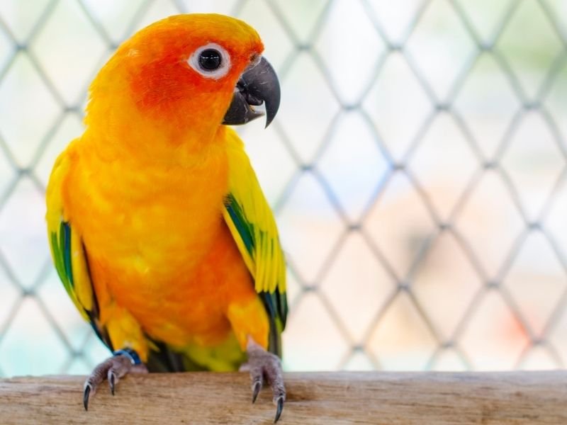 Image of a sun conure parrot receiving bird sitting in Christchurch with experienced sitter providing essential social interaction and enrichment for intelligent birds