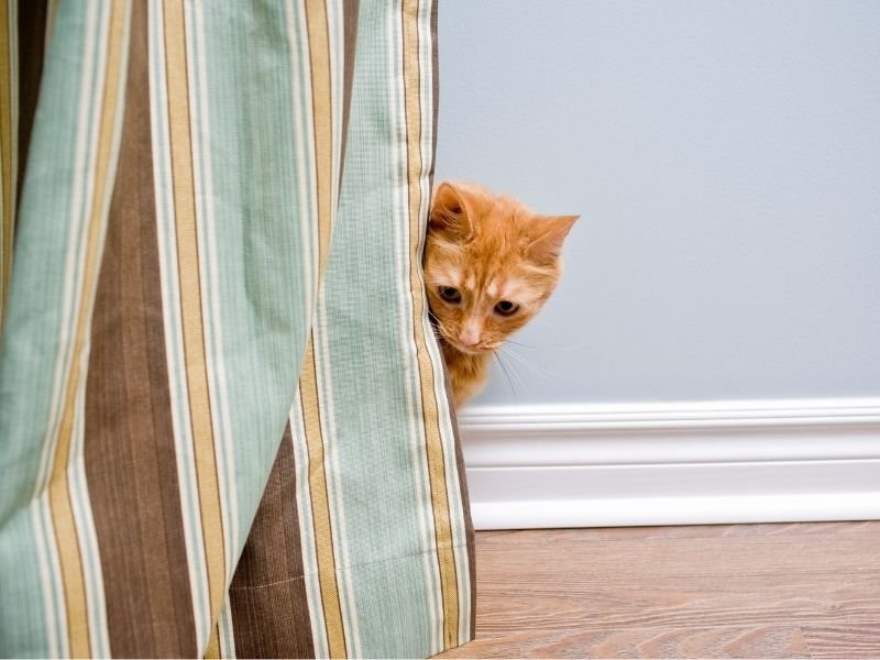 Curious cat peeking behind curtain.