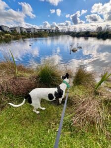 Image of a dog being walked in Marshlands Christchurch