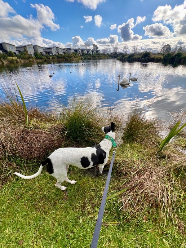 Image of a dog being walked in Marshlands Christchurch