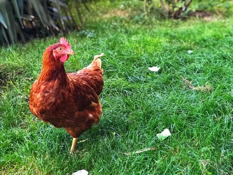 Photo of a Predator security checks for chicken coop in Christchurch with evening lock-up protecting hens from cats, possums and hawks