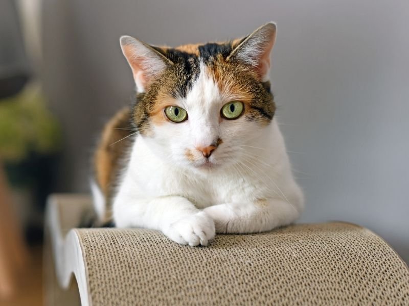 Anxious cat receiving gentle care at home in Christchurch during Christmas holidays avoiding cattery stress
