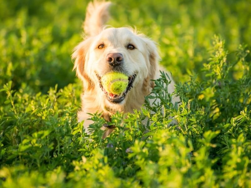 Professional dog sitter in Merivale Christchurch playing with a happy golden retriever during a home visit