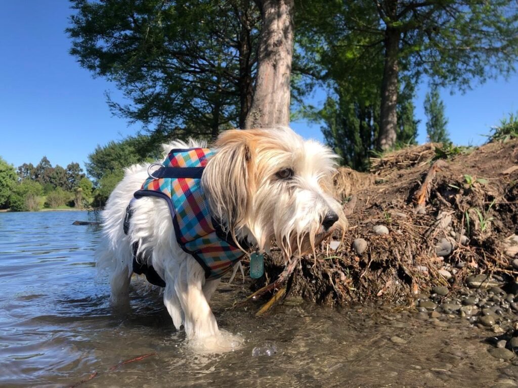 an elderly dog standing in water