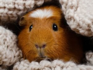Professional guinea pig sitting services in Christchurch with specialist small animal care and daily health monitoring