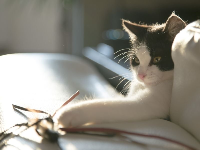 Cat lounging in sunlight, playful mood.