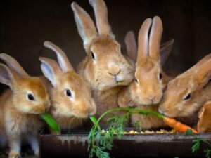 Image of a rabbit receiving Affordable professional rabbit sitting prices in Christchurch with transparent rates and quality specialist bunny care