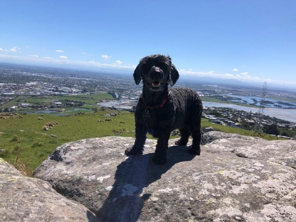 an elderly dog standing on a rock
