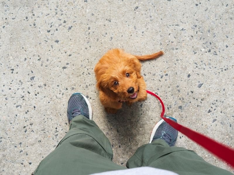 Cute puppy looking up eagerly in Strowan, Christchurch
