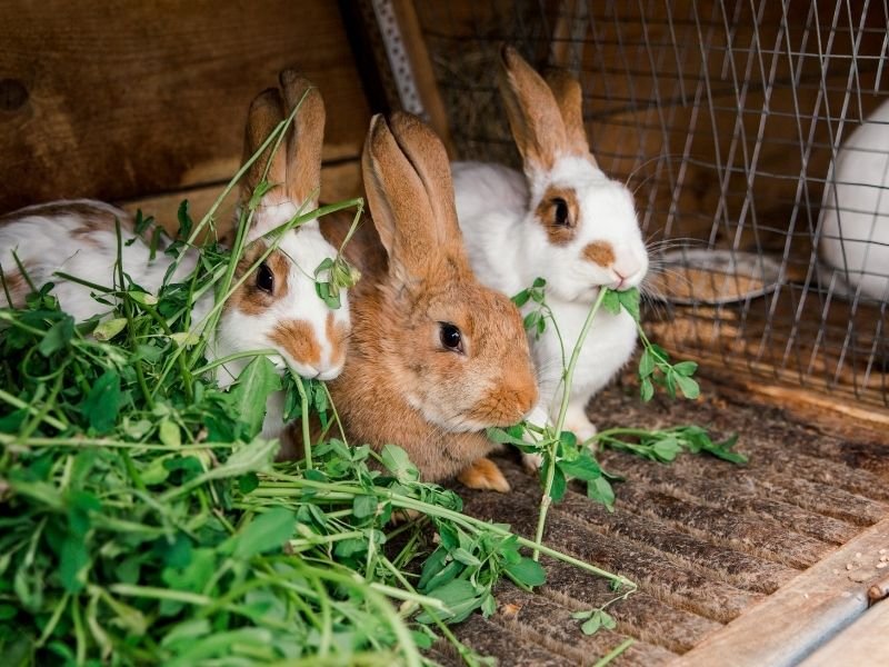 Image of a Bonded pair of rabbits receiving specialist care together from experienced Christchurch rabbit sitter maintaining their bond